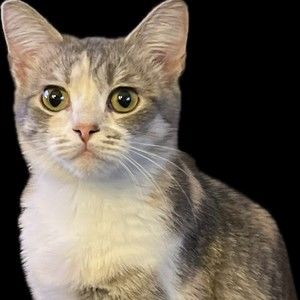 Meet your Posher, Ava